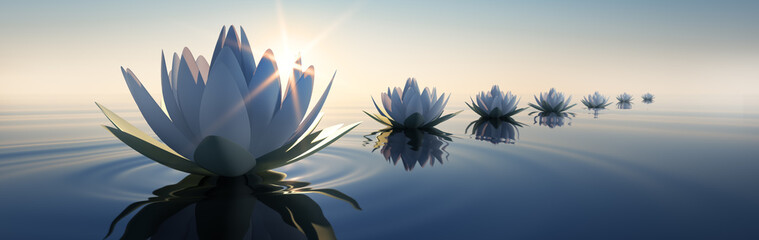 Lotusblüten im Sonnenuntergang - obrazy, fototapety, plakaty