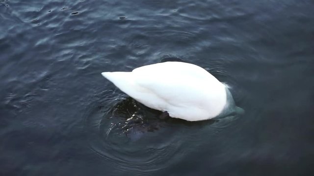 Tauchender Schwan auf Futtersuche