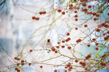 Waxwing sits on a tree branch ( Bombycilla garrulus )