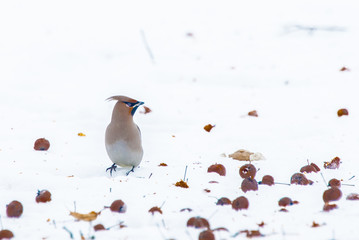 Waxwing sits on a snow ( Bombycilla garrulus )