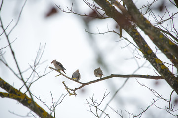 Waxwing sits on a tree branch ( Bombycilla garrulus )