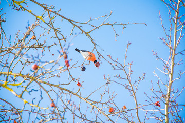 Bullfinch sits on a branch of a tree