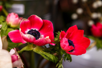 красивые цветы