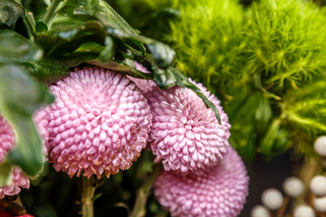 красивые цветы