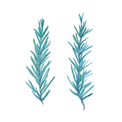 Watercolor rosemary plant twigs. Isolated on white background.