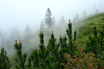Молодые сосны.  Утренний туман опустился на сосны. Они совсем ещё молодые. На ветках появились шишки.Пока они ещё маленькие.   © natasha53