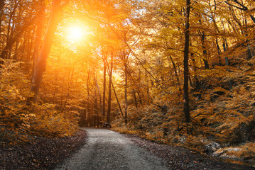 Obraz premium Forest road