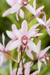Dendrobium