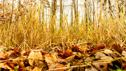 leaves in autumn on forest ground