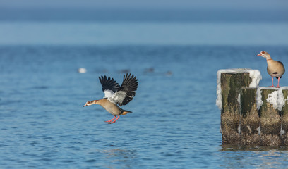 Nilgans im flug