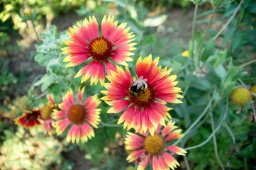 Bumblebee on a beautiful colourful flower