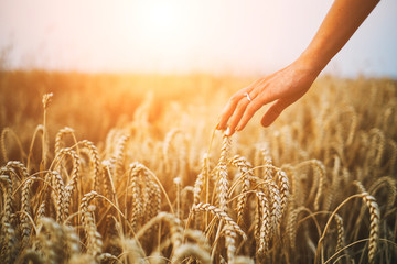 Woman hand on wheatfield