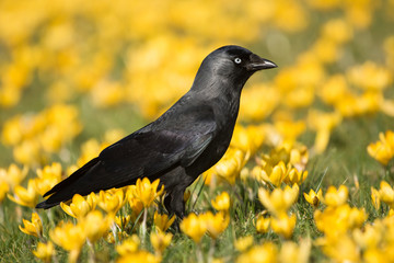 Western Jackdaw, Corvus monedula