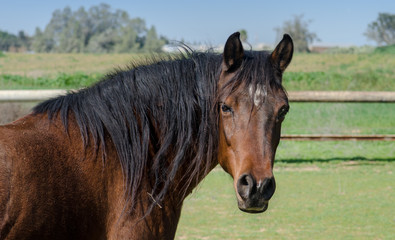 Fototapeta premium brown horse with black mane stands on a green field