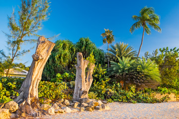 Deux arbres droits morts sur Seven Mile Beach dans les Caraïbes, Grand Cayman, Cayman Islands