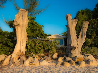 Photo sur Plexiglas Plage de Seven Mile, Grand Cayman Two Upright Dead Tree Trunks On Seven Mile Beach in the Caribbean, Grand Cayman, Cayman Islands