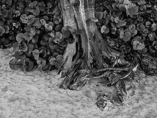 Crédence de cuisine en verre imprimé Plage de Seven Mile, Grand Cayman Tropical tree trunk on Seven Mile Beach in the Caribbean, Grand Cayman, Cayman Islands