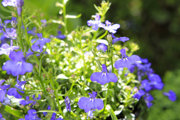 Fototapeta premium Blooming garden flowers, lobelia