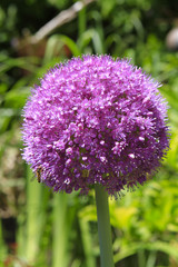 Flower of a decorative onion Allium nigrum