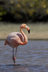 Galapagos Greater Flamingo (Phoenicopterus Ruber) standing in water, Las Bachas Beach, Santa Cruz, Galapagos Islands