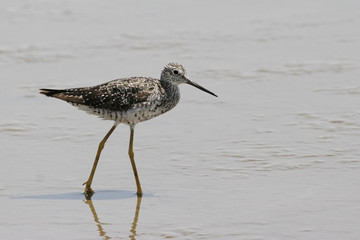 Greater yellowlegs (Tringa melanoleuca) on beach, Bolivar Peninsula, Texas, USA