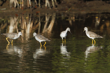 Obraz premium Greater Yellowlegs (Tringa melanoleuca), Ding Darling NWR, Florida, USA