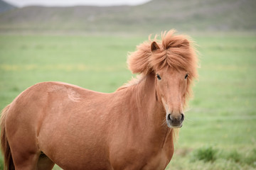 Fototapeta premium Chestnut horse in a pasture in Iceland