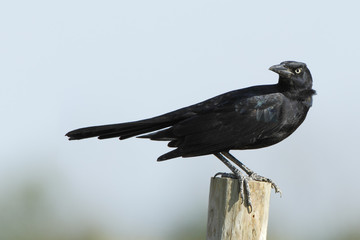 Great-tailed grackle (Quiscalus mexicanus) male on pole, Bolivar peninsula, Texas, USA