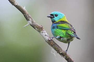 Green-headed tanager (Tangara seledon) on branch in garden, Itanhaem, Brazil