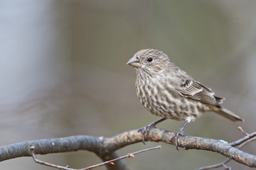 House Finch (Haemorhous mexicanus) female sitting on tree branch, Amherst Island, Canada