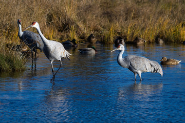 Two Sandhill cranes wading in pond at the Reifel bird refuge