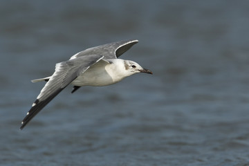 Fototapeta na wymiar Laughing gull (Leucophaeus atricilla) flying, Bolivar peninsula, Texas, USA