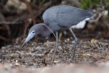 Little blue heron (Egretta caerulea) searching for food, Curry Hammock State Park, Florida, USA