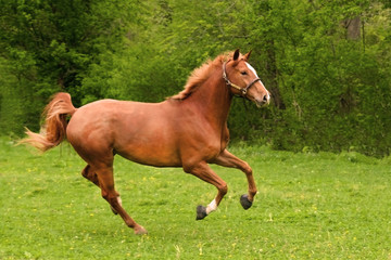 Chestnut Horse Running