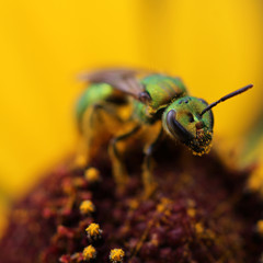 Tiny bug