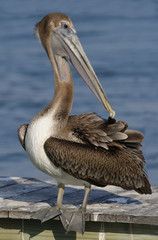 Brown Pelican (Pelecanus occidentalis) in breeding plumage stands on a pier preening.