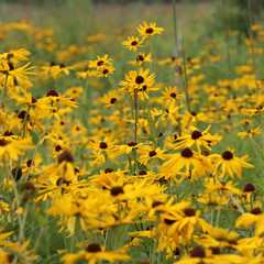 Field of Black Eyed Susan's