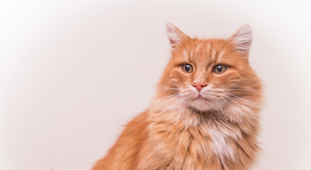 Katzen-Portrait II
