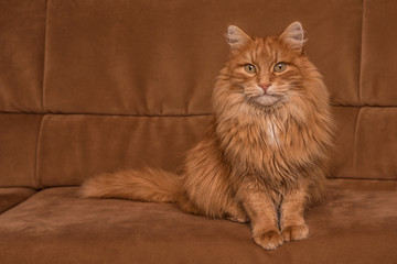 Stubentiger