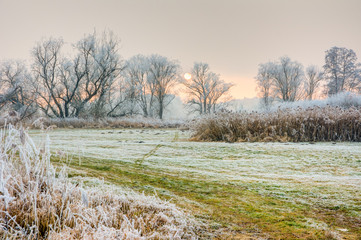 Winter scenic with forsted trees