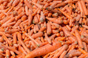 lot of carrots for horses feeding