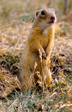 citello comune spermophilus citellus parco nazionale hortobagy ungheria