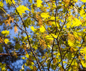Green blooming branches of the oak tree