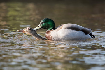 Mallard, Duck - Copulation