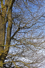 tree without leaves and blue sky on a sunny day