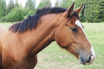 Pferdekopf (Freiberger)