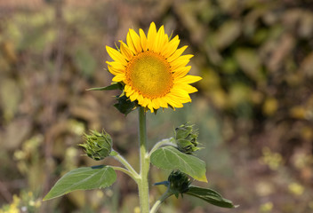 One bright, blooming sunflower close-up on the field.