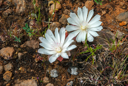 Two delicate Bitterroot flowers blooming in Oregon's Big Summit Prairie