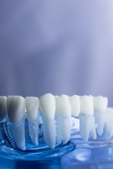 Fototapeta na wymiar Dental teeth dentistry model