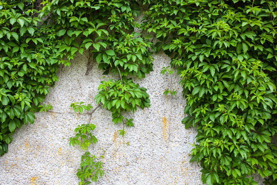 Old concrete wall covered with the green ivy © rootstocks